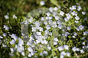 Little blue flowers Veronica filiformis slender Speedwell in the garden in sunny spring day