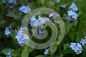 Little blue forget-me-not flowers on spring meadow. floral background