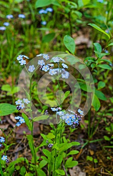 Little blue forget-me-not flowers on spring meadow