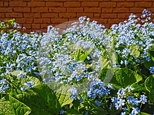 Little blue forget-me-not flowers on spring meadow