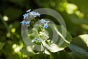 Little blue forget-me-not flowers on spring meadow in the sunlights.