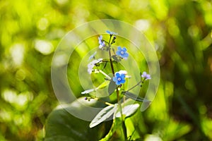 Little blue forget-me-not flowers on spring meadow in the sunlights.