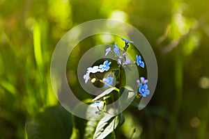 Little blue forget-me-not flowers on spring meadow in the sunlights.