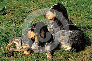 Little Blue Gascony Hound Dog, Adults laying on Grass