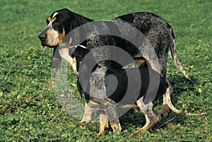 Little Blue Gascony Hound Dog, Male with Pup standing on Grass