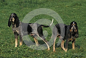 Little Blue Gascony Hound, Dog standing on Grass