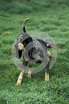 Little Blue Gascony Hound, Dog urinating on Grass