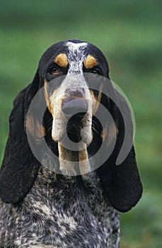 LITTLE BLUE GASCONY HOUND, PORTRAIT OF ADULT