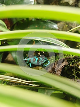 Little blue Green  frog
