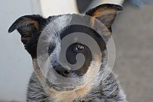 Little Blue Heeler Puppy Dog photo