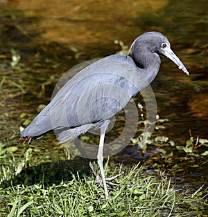 A Little Blue Heron #1