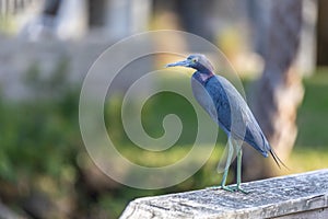 Little Blue Heron