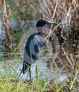 Little Blue Heron