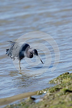 Little blue heron