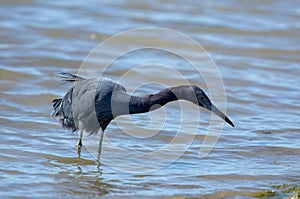 Little blue heron