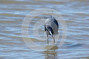 Little blue heron