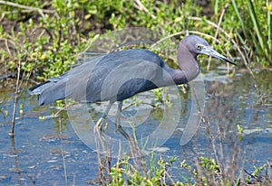 Little Blue Heron