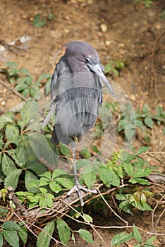 Little Blue Heron