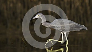 Little blue Heron