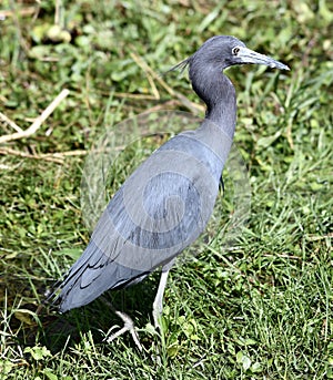 A Little Blue Heron #3