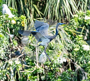 Little Blue Heron