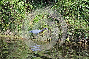 Little Blue Heron