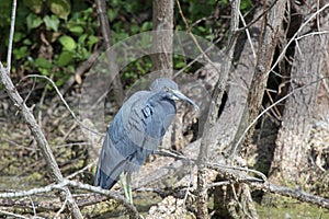 A Little Blue Heron