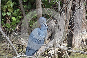 A Little Blue Heron