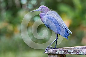 Little Blue Heron