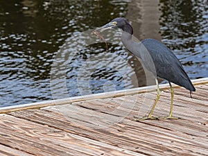 Little Blue Heron with an Anole Lizard for Dinner