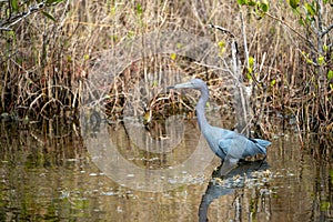 Little Blue Heron bird, also known as an Indian Hen, wades in the water at the Merritt Island National Wildlife Refuge in Florida