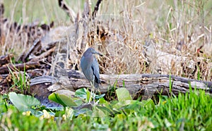 Little Blue Heron bird, Okefenokee National Wildlife Refuge