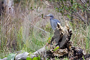 Little Blue Heron bird, Okefenokee National Wildlife Refuge