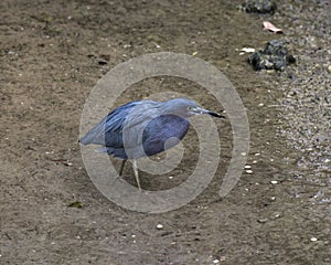 Little Blue Heron bird Stock Photos.  Litle Blue Heron bird close-up profile view