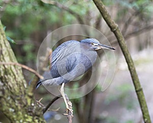 Little Blue Heron bird Stock Photos.   Little Blue Heron bird close-up profile view perched