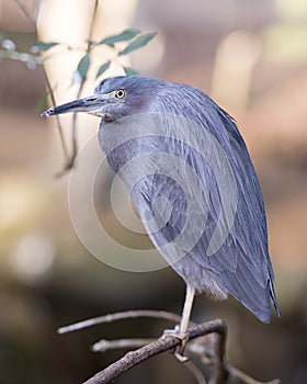 Little Blue Heron bird Stock Photos.   Little Blue Heron bird close-up profile view perched with a bokeh background.