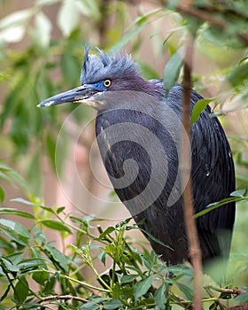 Little Blue Heron bird Stock Photos.   Little Blue Heron bird close-up profile view perched with bokeh background