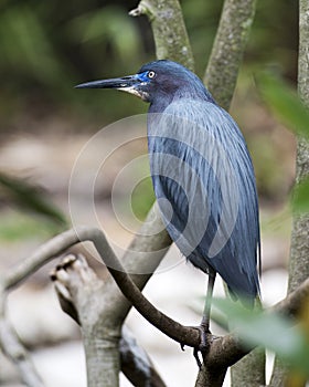 Little Blue Heron bird Stock Photos.   Little Blue Heron bird close-up profile view perched with bokeh background.  Little Blue