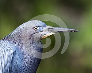 Little Blue Heron bird Stock Photos.   Little Blue Heron bird head close-up profile view with a bokeh background