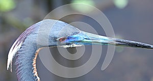 Little blue heron birds head. Florida. USA.