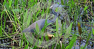 Little blue heron birds head. Florida. USA.