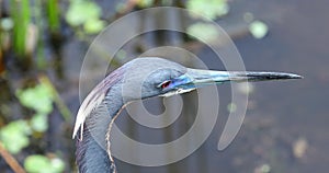 Little blue heron birds head. Florida. USA.