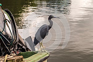 Little Blue Heron in Castries Harbour St Lucia