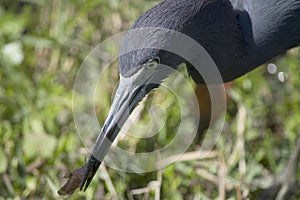 Little Blue Heron closeup with recently caught fish