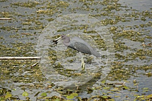 Little blue heron eating a big crawfish in central Florida.