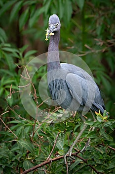 Little Blue Heron Eating a Frog