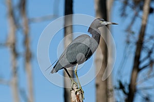 Little Blue Heron (Egretta caerulea) photo