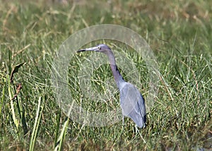 Little Blue Heron egretta caerulea