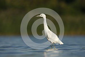 Little-blue heron, Egretta caerulea