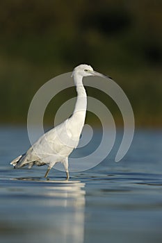 Little-blue heron, Egretta caerulea